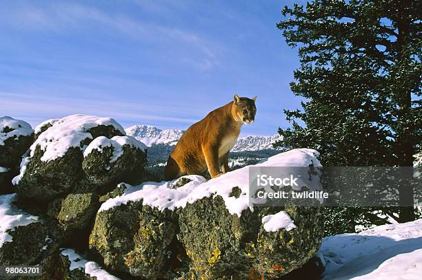 Mountain Lion In Wintry Landscape Stock Photo - Download Image Now - Animal, Animal Wildlife, Animals Hunting
