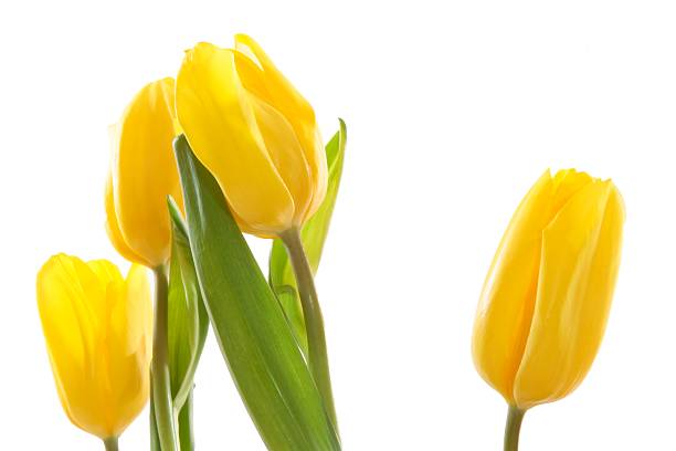 Yellow tulips . stock photo