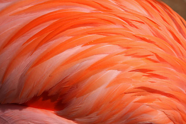 istock Feathers of a Pink Flamingo 98063725