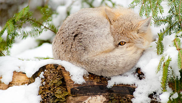 A red fox napping with his head resting on his paw.