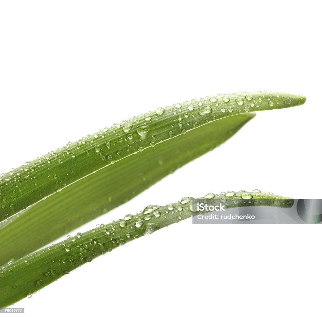 green leaf with water drops  Close-up Stock Photo