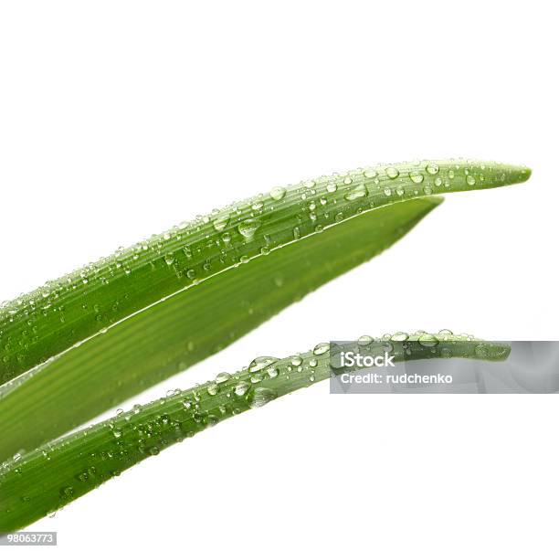 Green Leaf With Water Drops Stock Photo - Download Image Now - Close-up, Color Image, Copy Space