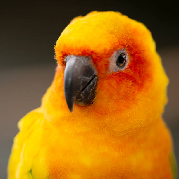 istock Close up of a Sun Conure parrot. 980639816