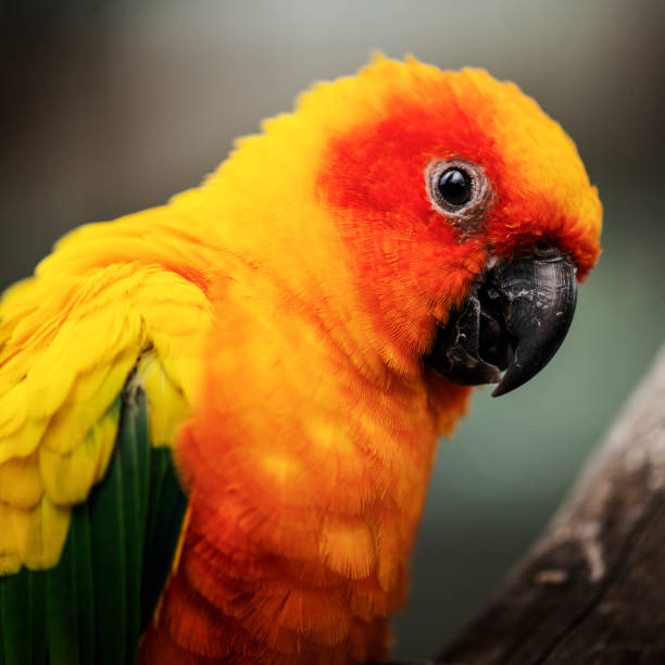 istock Close up of a Sun Conure parrot. 980639918