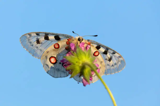 Photo of Apollo butterfly (Parnassius apollo) against a blue sky