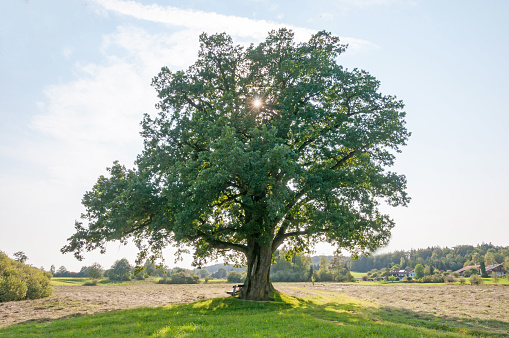 single oak tree