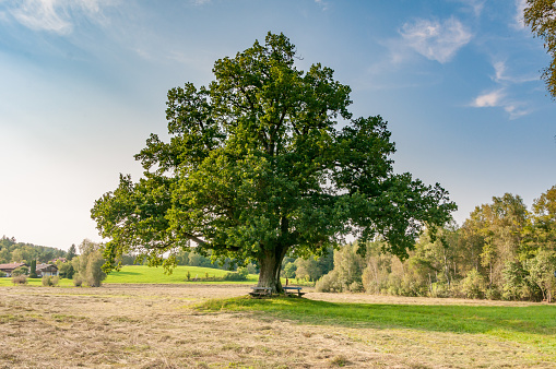 single oak tree