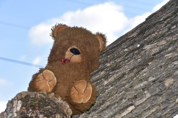 istock Play hide and seek with a teddy bear 980647254