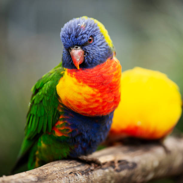istock Rainbow lorikeet outside during the day. 980647494