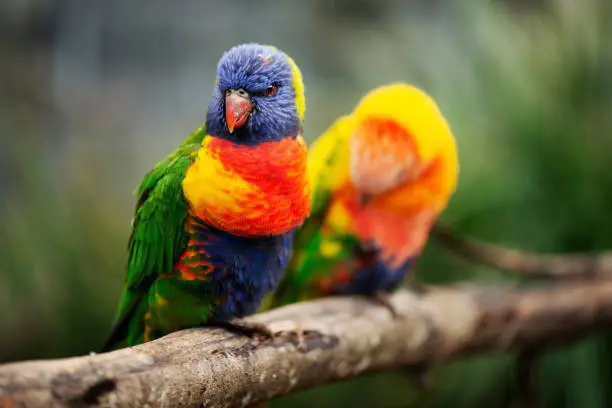 Rainbow lorikeet out in nature during the day.