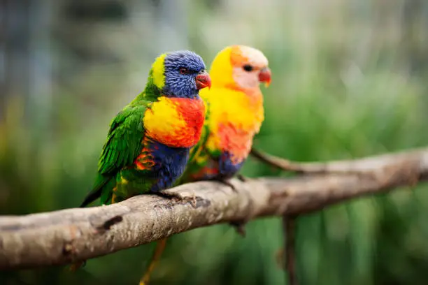 Rainbow lorikeet out in nature during the day.