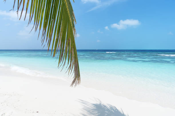 istock Tropical Seascape And Palm Leaves 980650254