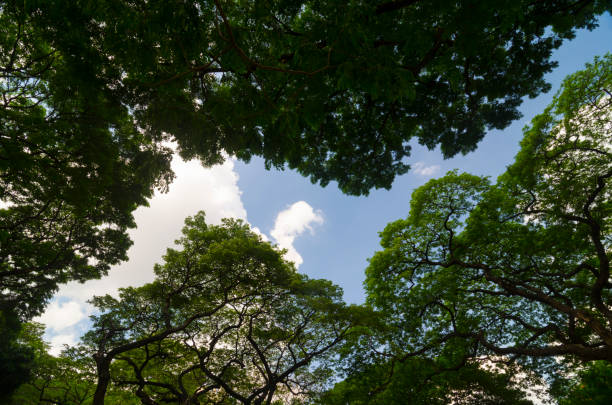 istock forest trees. nature green wood sunlight backgrounds. 980651012