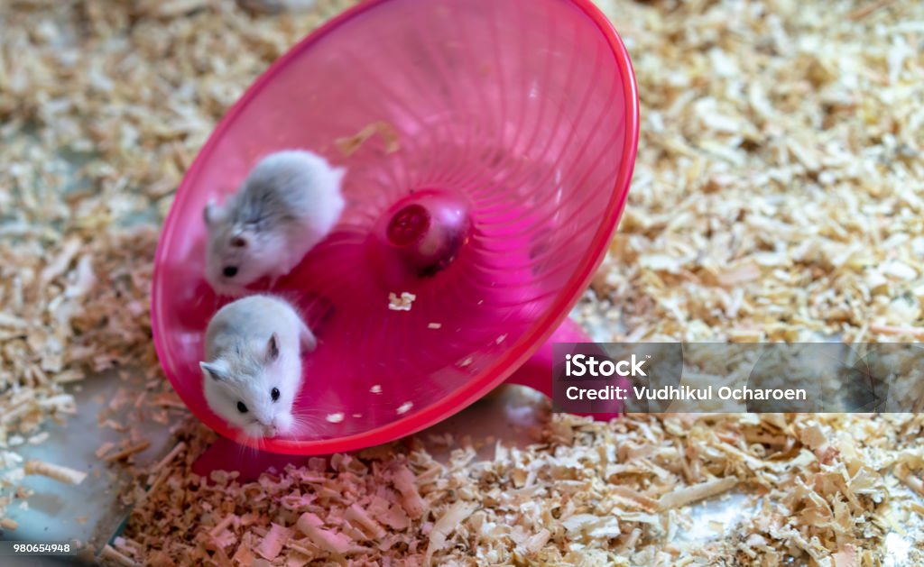 White Hamsters Doing Some Exercise On Pink Round Wheel Flying Saucer Toy  Stock Photo - Download Image Now - iStock