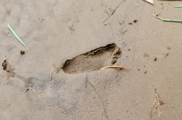 istock Close up of footprints on the beach sand 980659064