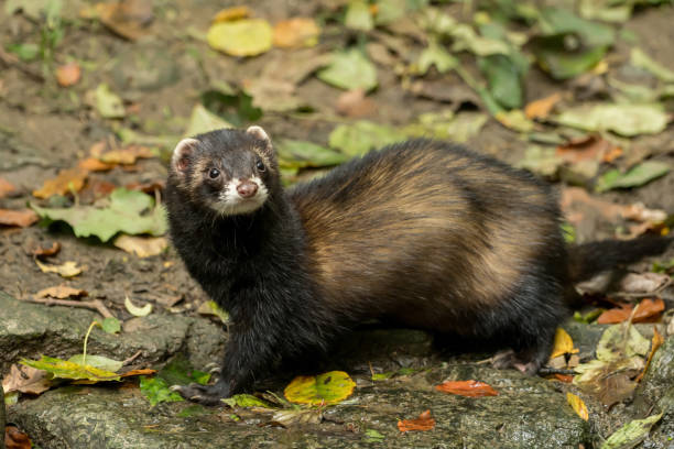 A marten looks directly at the camera stock photo