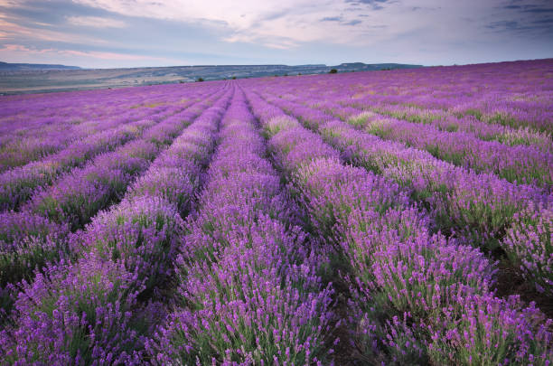 istock Meadow of lavender. 980660162