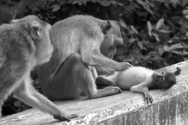 Cute little babymonkey being groomed by mom. Black & White image style.