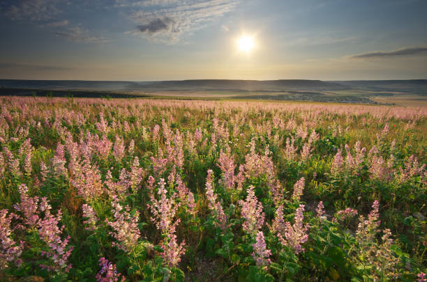 istock Spring meadow of flowers. 980660694
