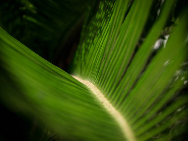 istock Coconut Leaves in Garden 980660712