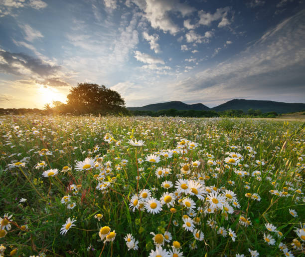 istock Spring daisy flowers  in meadow. 980663332
