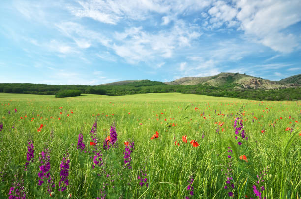 istock Green meadow in mountain. 980663686
