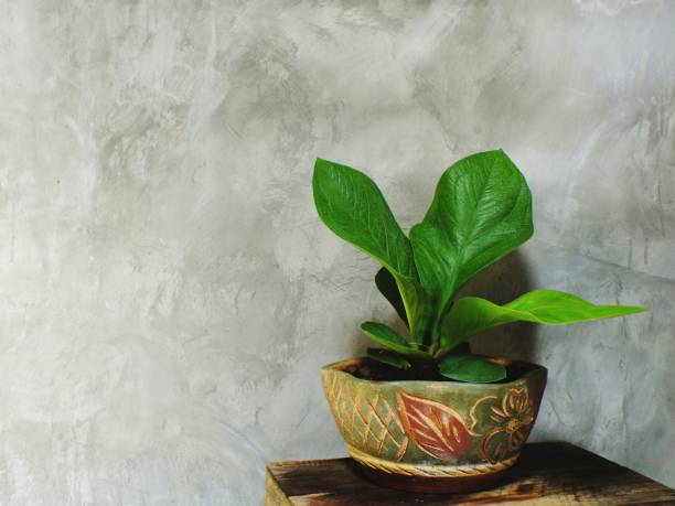 istock close up green tree on flower pot and space background 980668490