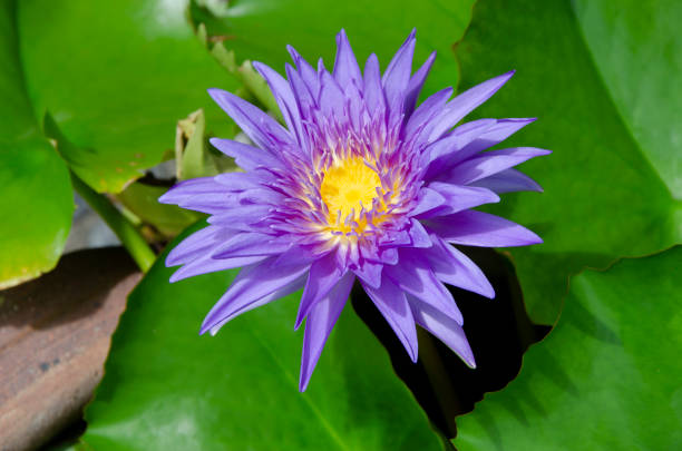 istock Purple lotus in the pond 980673350