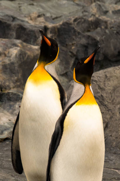 istock Couple emperor penguins 980676956