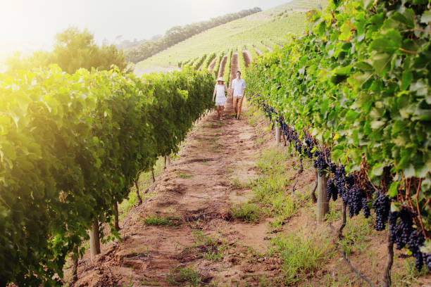 istock Row of grapevines with a distant couple walking along them 980680468