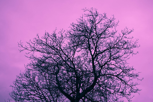 Photo depicting a mystic black leafless brunches tree silhouette on the purple creepy background.