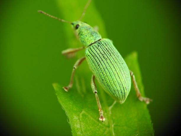 istock Beauty in nature 980686222