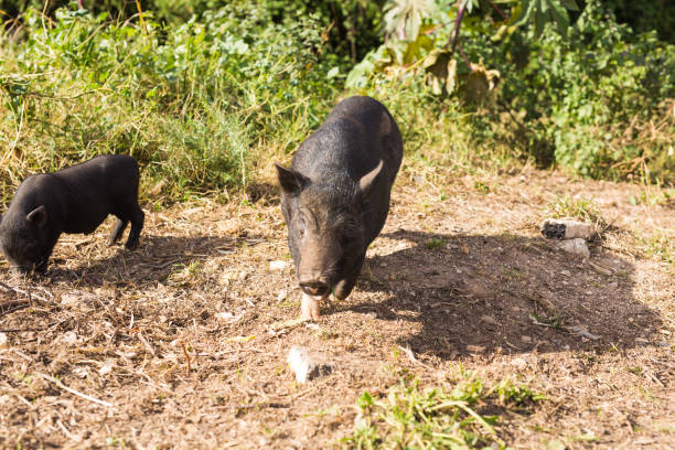 istock Baby wild pigs 980688686