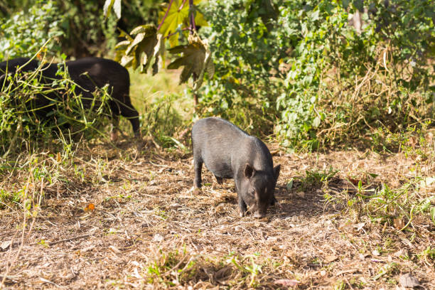 istock Baby wild pigs 980690102