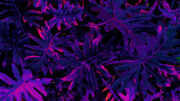 istock tropical leaf forest glow in the dark background. High contrast. 980690808