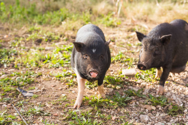 istock Baby wild pigs 980693402