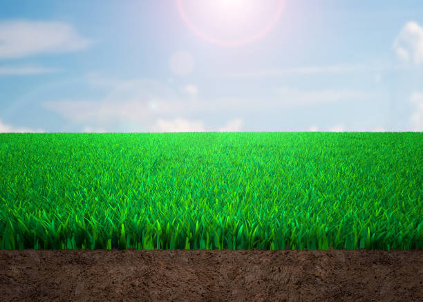 istock Cross section of grass and soil 980697650