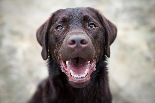 A closeup portrait of a black Labrador Retriever on white background