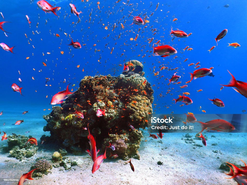 Red fish at red sea Red fish at red sea underwater coral reef Hurghada Stock Photo