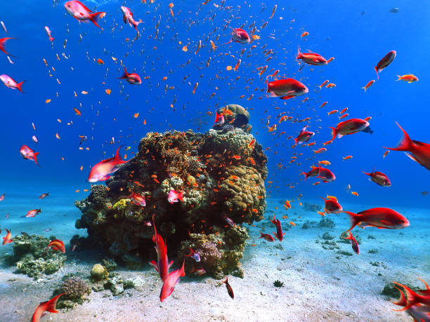 Red fish at red sea Red fish at red sea underwater coral reef hurghada stock pictures, royalty-free photos & images