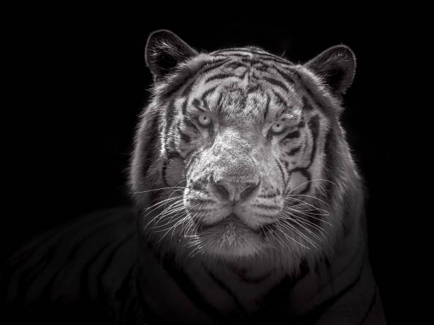 istock Face of Siberian white tiger. 980703240