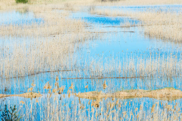 amas de roseaux dans le lac coniston avec les montagnes en arrière-plan et bleu eau et ciel bleu lumineux - lakedistrict photos et images de collection