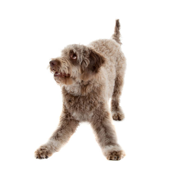 istock Lagotto romagnolo 980707514