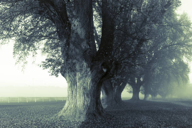 istock Antique cyanotype side lit oak trees along race track 980709964