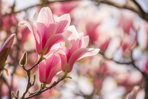 magnolia rouge sur un arrière-plan flou. mise au point sélective. - sunlight flower magnolia flower head photos et images de collection