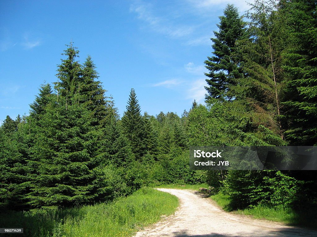 track in den Bäumen - Lizenzfrei Alpen Stock-Foto