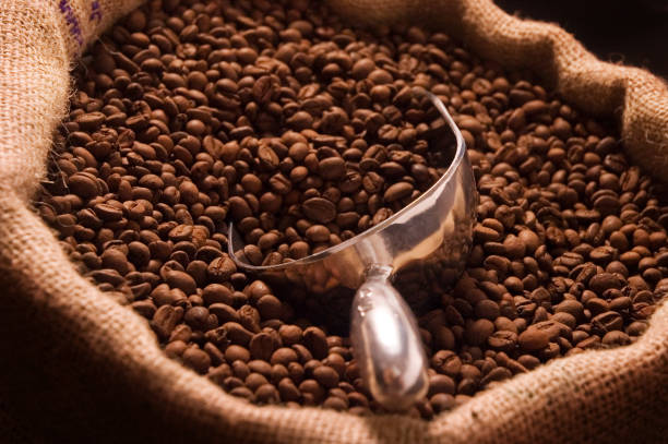 Coffee scoop in a sack of medium roasted beans.\u2028More coffee photos: