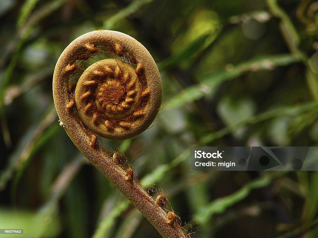 Jeune Fougère Fronde - Photo de Botanique libre de droits