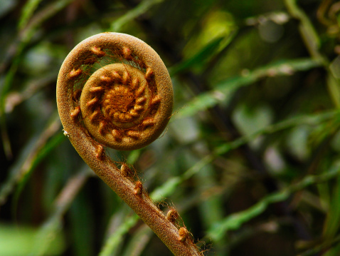 A frond of an immature tree fern uncurling in the jungle.