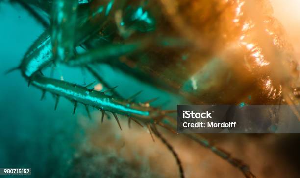 Hamam Böceği Ayak Mikroskop Altında Büyütme Stok Fotoğraflar & Araştırma‘nin Daha Fazla Resimleri - Araştırma, Aşağı, Bitki